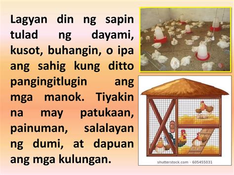 bahay itlugan ng manok|Pamaraan sa pag aalaga ng manok .